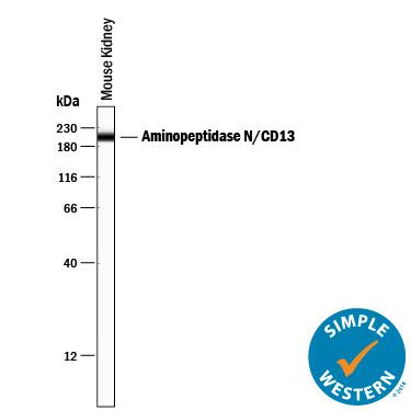 Simple Western lane view shows lysates of mouse kidney tissue, loaded at 0.2 mg/mL. A specific band was detected for Aminopeptidase N/CD13 at approximately 204 kDa (as indicated) using 10 µg/mL of Rat Anti-Mouse Aminopeptidase N/CD13 Monoclonal Antibody (Catalog # MAB2335) followed by 1:50 dilution of HRP-conjugated Anti-Rat IgG Secondary Antibody (Catalog # HAF005). This experiment was conducted under reducing conditions and using the 12-230 kDa separation system.