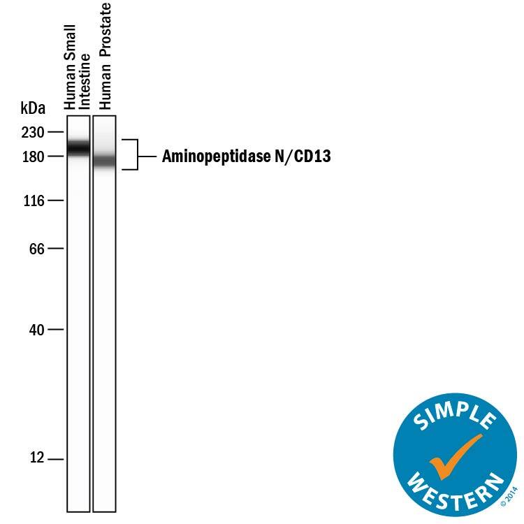 Simple Western lane view shows lysates of human small intestine tissue and human prostate tissue, loaded at 0.2 mg/mL. A specific band was detected for Aminopeptidase N/CD13 at approximately 174-194 kDa (as indicated) using 20 µg/mL of Mouse Anti-Human Aminopeptidase N/CD13 Monoclonal Antibody (Catalog # MAB38151) . This experiment was conducted under reducing conditions and using the 12-230 kDa separation system.