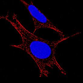 Aminopeptidase N/CD13 was detected in immersion fixed SH-SY5Y human neuroblastoma cell line using Mouse Anti-Human Aminopeptidase N/CD13 Monoclonal Antibody (Catalog # MAB3815) at 8 µg/mL for 3 hours at room temperature. Cells were stained using the NorthernLights™ 557-conjugated Anti-Mouse IgG Secondary Antibody (red; Catalog # NL007) and counterstained with DAPI (blue). Specific staining was localized to cytoplasm and plasma membranes. View our protocol for Fluorescent ICC Staining of Cells on Coverslips.