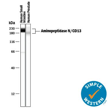 Simple Western lane view shows lysates of human small intestine tissue and human prostate tissue, loaded at 0.5 mg/mL. A specific band was detected for Aminopeptidase N/CD13 at approximately 204 kDa (as indicated) using 40 µg/mL of Mouse Anti-Human Aminopeptidase N/CD13 Monoclonal Antibody (Catalog # MAB3815). This experiment was conducted under reducing conditions and using the 12-230 kDa separation system.