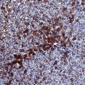 Immunohistochemistry Aminopeptidase PILS/ARTS1 Antibody [Unconjugated]