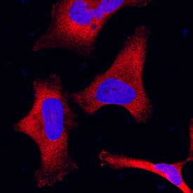 Aminopeptidase PILS/ARTS1 was detected in immersion fixed HeLa human cervical epithelial carcinoma cell line using Rat Anti-Human Aminopeptidase PILS/ARTS1 Monoclonal Antibody (Catalog # MAB23341) at 8 µg/mL for 3 hours at room temperature. Cells were stained using the NorthernLights™ 557-conjugated Anti-Rat IgG Secondary Antibody (red; Catalog # NL013) and counterstained with DAPI (blue). Specific staining was localized to cytoplasm. View our protocol for Fluorescent ICC Staining of Cells on Coverslips.
