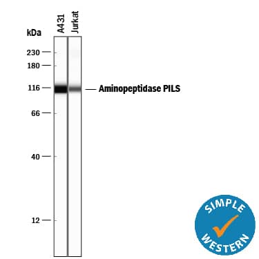 Simple Western lane view shows lysates of A431 human epithelial carcinoma cell line and Jurkat human acute T cell leukemia cell line, loaded at 0.2 mg/mL. A specific band was detected for Aminopeptidase PILS/ARTS1 at approximately 114 kDa (as indicated) using 20 µg/mL of Mouse Anti-Human/Mouse Aminopeptidase PILS/ARTS1 Monoclonal Antibody (Catalog # MAB2334). This experiment was conducted under reducing conditions and using the 12-230 kDa separation system.