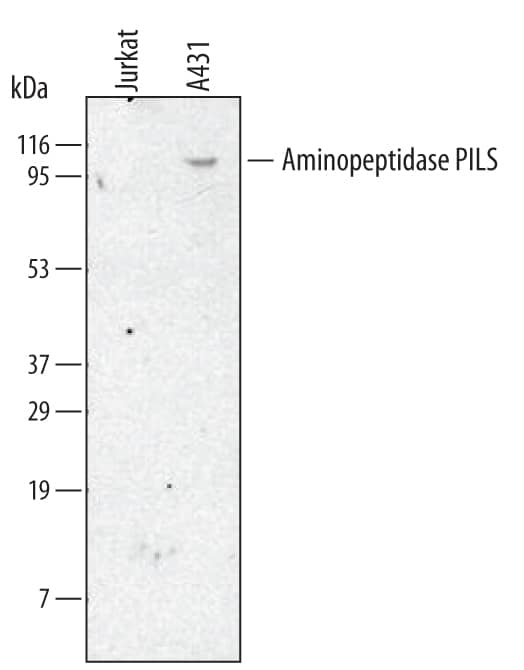 Western blot shows lysates of A431 human epithelial carcinoma cell line. PVDF membrane was probed with 2 µg/mL of Mouse Anti-Human/Mouse Aminopeptidase PILS/ARTS1 Monoclonal Antibody (Catalog # MAB2334) followed by HRP-conjugated Anti-Mouse IgG Secondary Antibody (Catalog # HAF007). A specific band was detected for Aminopeptidase PILS/ARTS1 at approximately 110 kDa (as indicated). This experiment was conducted under reducing conditions and using Immunoblot Buffer Group 1.