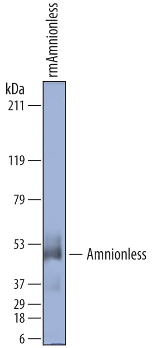 Western blot shows recombinant mouse Amnionless (10 ng/lane). PVDF membrane was probed with 1 µg/mL of Sheep Anti-Mouse Amnionless Antigen Affinity-purified Polyclonal Antibody (Catalog # AF7139) followed by HRP-conjugated Anti-Sheep IgG Secondary Antibody (Catalog # HAF016). A specific band was detected for Amnionless at approximately 49 kDa (as indicated). This experiment was conducted under reducing conditions and using Immunoblot Buffer Group 8.