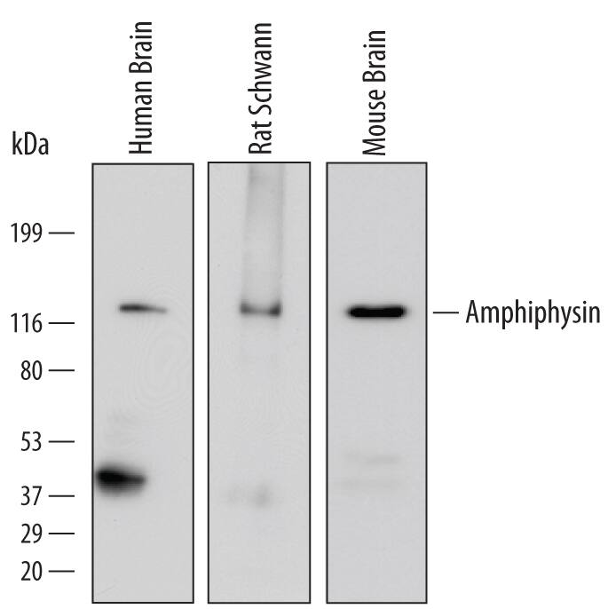 Western blot shows lysates of human brain tissue, rat Schwann cells, and mouse brain tissue. PVDF Membrane was probed with 0.5 µg/mL of Human/Mouse/Rat Amphiphysin/AMPH Antigen Affinity-purified Polyclonal Antibody (Catalog # AF6527) followed by HRP-conjugated Anti-Goat IgG Secondary Antibody (Catalog # HAF109). A specific band was detected for Amphiphysin/AMPH at approximately 128 kDa (as indicated). This experiment was conducted under reducing conditions and using Immunoblot Buffer Group 1.