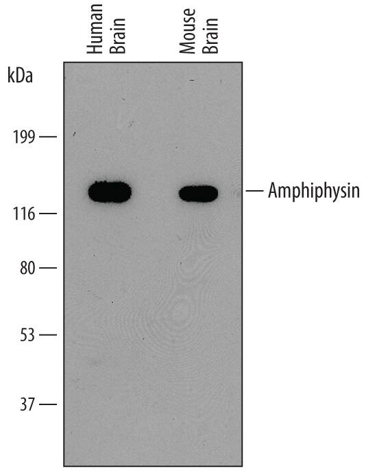 Western blot shows lysates of human brain tissue and mouse brain tissue. PVDF membrane was probed with 0.5 µg/mL of Mouse Anti-Human Amphiphysin/AMPH Monoclonal Antibody (Catalog # MAB65271) followed by HRP-conjugated Anti-Mouse IgG Secondary Antibody (Catalog # HAF007). A specific band was detected for Amphiphysin/AMPH at approximately 128 kDa (as indicated). This experiment was conducted under reducing conditions and using Immunoblot Buffer Group 1.