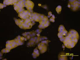 Immunocytochemistry Amphiregulin Antibody