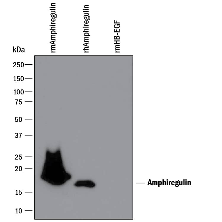 Western blot shows 25 ng of Recombinant Mouse Amphiregulin (Catalog # 989-AR), Recombinant Human Amphiregulin (Catalog # 262-AR), and Recombinant Mouse HB-EGF. PVDF Membrane was probed with 0.1 µg/mL of Goat Anti-Mouse Amphiregulin Antigen Affinity-purified Polyclonal Antibody (Catalog # AF989) followed by HRP-conjugated Anti-Goat IgG Secondary Antibody (Catalog # HAF109). A specific band was detected for Amphiregulin at approximately 16-25 kDa (as indicated). This experiment was conducted under reducing conditions and using Immunoblot Buffer Group 3.