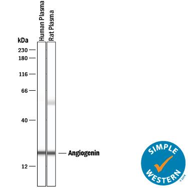 Simple Western Angiogenin Antibody [Unconjugated]