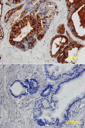 Immunohistochemistry Angiopoietin-1 Antibody [Unconjugated]