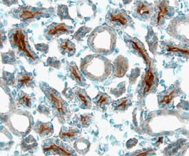 Immunohistochemistry Angiopoietin-3 Antibody [Unconjugated]
