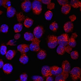 Immunocytochemistry Angiopoietin-like Protein 6/ANGPTL6 Antibody (766544) [Unconjugated]