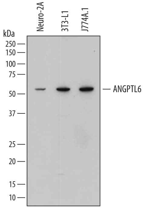 Western Blot Angiopoietin-like Protein 6/ANGPTL6 Antibody (766544) [Unconjugated]