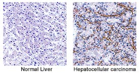 Immunohistochemistry Angiopoietin-2 Antibody (85816) [Unconjugated]