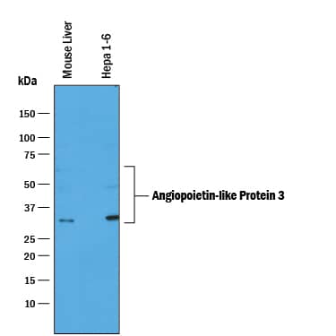 Western blot shows lysates of mouse liver tissue and Hepa 1-6 mouse hepatoma cell line. PVDF membrane was probed with 0.25 µg/mL of Goat Anti-Mouse Angiopoietin-like Protein 3/ANGPTL3 Antigen Affinity-purified Polyclonal Antibody (Catalog # AF136) followed by HRP-conjugated Anti-Goat IgG Secondary Antibody (Catalog # HAF019). Specific bands were detected for Angiopoietin-like Protein 3/ANGPTL3 at approximately 35 kDa (major band) and 52 & 63 kDa (minor bands, as indicated). This experiment was conducted under reducing conditions and using Immunoblot Buffer Group 1.