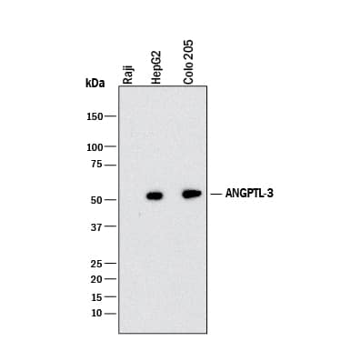Western blot shows lysates of Raji human Burkitt's lymphoma cell line (negative control), HepG2 human hepatocellular carcinoma cell line, and COLO 205 human colorectal adenocarcinoma cell line. PVDF membrane was probed with 1 µg/mL of Rat Anti-Human Angiopoietin-like Protein 3/ANGPTL3 Monoclonal Antibody (Catalog # MAB38292) followed by HRP-conjugated Anti-Rat IgG Secondary Antibody (Catalog # HAF005). A specific band was detected for Angiopoietin-like Protein 3/ANGPTL3 at approximately 51 kDa (as indicated). This experiment was conducted under reducing conditions and using Immunoblot Buffer Group 1.
