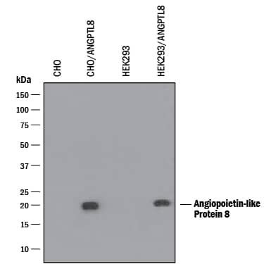 Western blot shows lysates of CHO Chinese hamster ovary cell line and HEK293 human embryonic kidney cell line either mock transfected or transfected with human Angiopoietin-like Protein 8 (ANGPTL8)/Betatrophin. PVDF membrane was probed with 1 µg/mL of Mouse Anti-Human Angiopoietin-like Protein 8/Betatrophin Antigen Affinity-purified Polyclonal Antibody (Catalog # MAB8548) followed by HRP-conjugated Anti-Mouse IgG Secondary Antibody (Catalog # HAF018). A specific band was detected for Angiopoietin-like Protein 8/Betatrophin at approximately 23 kDa (as indicated). This experiment was conducted under reducing conditions and using Immunoblot Buffer Group 1.