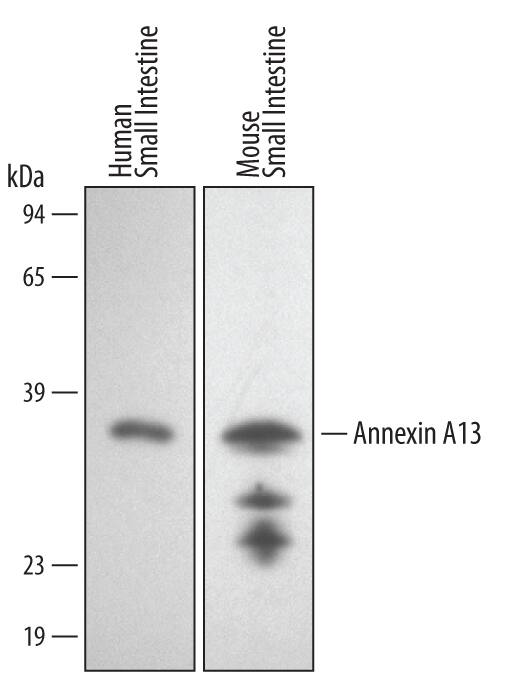 Western Blot Annexin A13 Antibody