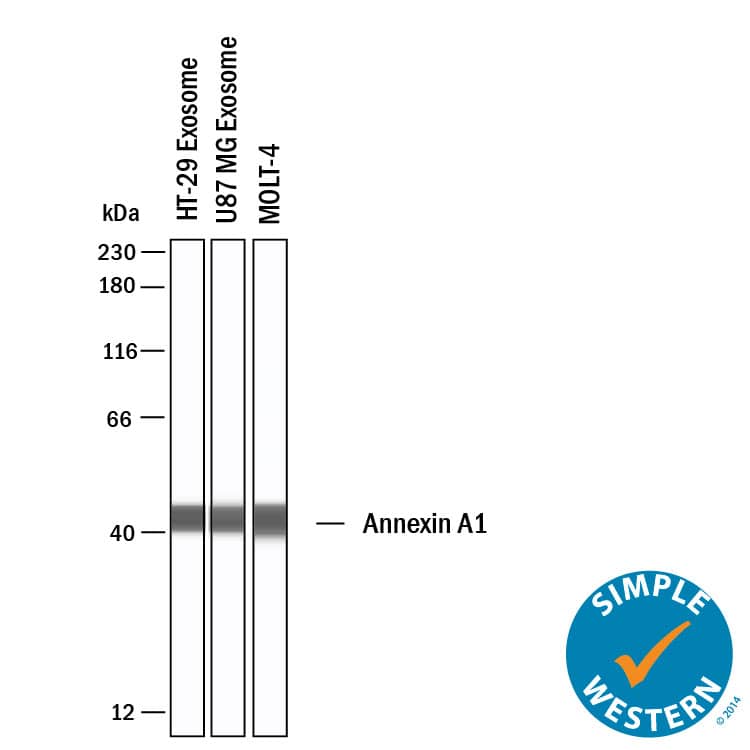 Simple Western Annexin A1 Antibody [Unconjugated]