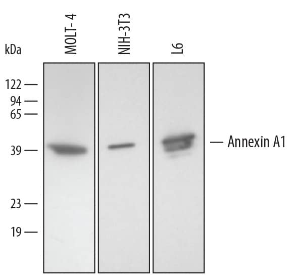 Western Blot Annexin A1 Antibody [Unconjugated]