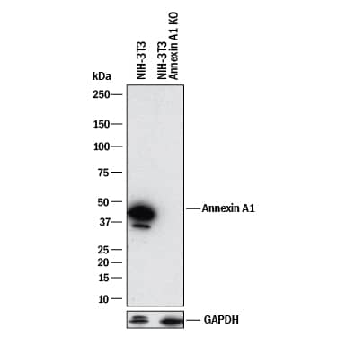 <b>Genetic Strategies Validation. </b>Western blot shows lysates of NIH-3T3 mouse embryonic fibroblast parental cell line and Annexin A1 knockout NIH-3T3 cell line (KO). PVDF membrane was probed with 0.1 µg/mL of Mouse Anti-Human/Mouse/Rat Annexin A1 Monoclonal Antibody (Catalog # MAB37701) followed by HRP-conjugated Anti-Mouse IgG Secondary Antibody (Catalog # HAF018). A specific band was detected for Annexin A1 at approximately 38 kDa (as indicated) in the parental NIH-3T3 cell line, but is not detectable in knockout NIH-3T3 cell line. GAPDH (Catalog # MAB5718) is shown as a loading control. This experiment was conducted under reducing conditions and using Immunoblot Buffer Group 1.