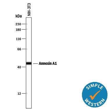 Simple Western lane view shows lysates of NIH‑3T3 mouse embryonic fibroblast cell line, loaded at 0.2 mg/mL. A specific band was detected for Annexin A1 at approximately 45 kDa (as indicated) using 1 µg/mL of Mouse Anti-Human/Mouse/Rat Annexin A1 Monoclonal Antibody (Catalog # MAB37701). This experiment was conducted under reducing conditions and using the 12-230 kDa separation system.