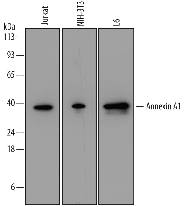 Western blot shows lysates of Jurkat human acute T cell leukemia cell line, NIH-3T3 mouse embryonic fibroblast cell line, and L6 rat myoblast cell line. PVDF membrane was probed with 0.1 µg/mL of Mouse Anti-Human/Mouse Annexin A1 Monoclonal Antibody (Catalog # MAB37701) followed by HRP-conjugated Anti-Mouse IgG Secondary Antibody (Catalog # HAF007). A specific band was detected for Annexin A1 at approximately 39 kDa (as indicated). This experiment was conducted under reducing conditions and using Immunoblot Buffer Group 2.