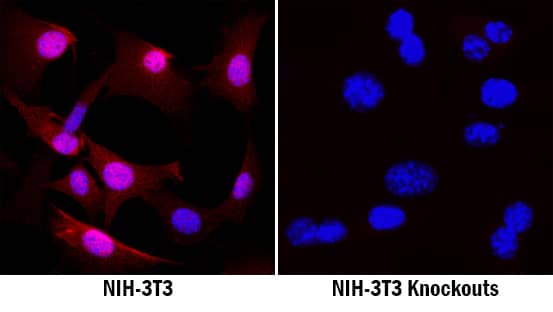 Annexin A1 was detected in immersion fixed NIH-3T3 mouse embryonic fibroblast cell line (left panel, positive stain) and NIH-3T3 Knockouts (right panel, negative stain) using Mouse Anti-Human/Mouse Annexin A1 Monoclonal Antibody (Catalog # MAB3770) at 3 µg/mL for 3 hours at room temperature. Cells were stained using the NorthernLights™ 557-conjugated Anti-Mouse IgG Secondary Antibody (red; Catalog # NL007) and counterstained with DAPI (blue). Specific staining was localized to nuclei, cytoplasm and plasma membrane. View our protocol for Fluorescent ICC Staining of Cells on Coverslips.