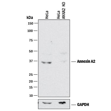 <b>Genetic Strategies Validation. </b>Western blot shows lysates of HeLa human cervical epithelial carcinoma parental cell line and Annexin A2 knockout HeLa cell line (KO). PVDF membrane was probed with 1 µg/mL of Goat Anti-Human/Mouse/Rat Annexin A2 Antigen Affinity-purified Polyclonal Antibody (Catalog # AF3928) followed by HRP-conjugated Anti-Goat IgG Secondary Antibody (Catalog # HAF017). A specific band was detected for Annexin A2 at approximately 37 kDa (as indicated) in the parental HeLa cell line, but is not detectable in knockout HeLa cell line. GAPDH (Catalog # AF5718) is shown as a loading control. This experiment was conducted under reducing conditions and using Immunoblot Buffer Group 1.