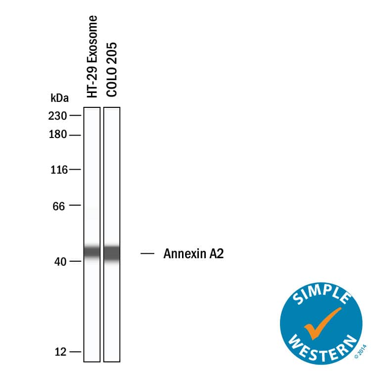 Simple Western shows lysates of Exosome Standards (HT‑29) (NBP3-11685) and COLO 205 human colorectal adenocarcinoma cell line, loaded at 0.5 mg/ml. A specific band was detected for Annexin A2 at approximately 44 kDa (as indicated) using 100 µg/mL of Goat Anti-Human/Mouse/Rat Annexin A2 Antigen Affinity-purified Polyclonal Antibody (Catalog # AF3928). This experiment was conducted under reducing conditions and using the 12-230kDa separation system.