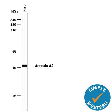 Simple Western lane view shows lysates of HeLa human cervical epithelial carcinoma cell line, loaded at 0.2 mg/mL. A specific band was detected for Annexin A2 at approximately 43 kDa (as indicated) using 1 µg/mL of Mouse Anti-Human/Mouse/Rat Annexin A2 Monoclonal Antibody (Catalog # MAB3928). This experiment was conducted under reducing conditions and using the 12-230 kDa separation system.