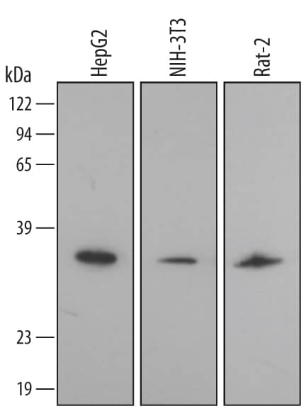 Western blot shows lysates of HepG2 human hepatocellular carcinoma cell line, NIH-3T3 mouse embryonic fibroblast cell line, and Rat-2 rat embryonic fibroblast cell line. PVDF membrane was probed with 1 µg/mL of Human/Mouse/Rat Annexin A4 Antigen Affinity-purified Polyclonal Antibody (Catalog # AF4146) followed by HRP-conjugated Anti-Goat IgG Secondary Antibody (Catalog # HAF017). A specific band was detected for Annexin A4 at approximately 36 kDa (as indicated). This experiment was conducted under reducing conditions and using Immunoblot Buffer Group 2.