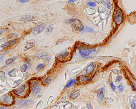 Immunohistochemistry Annexin A6 Antibody (686921) [Unconjugated]