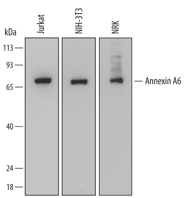 Western Blot Annexin A6 Antibody (686921) [Unconjugated]