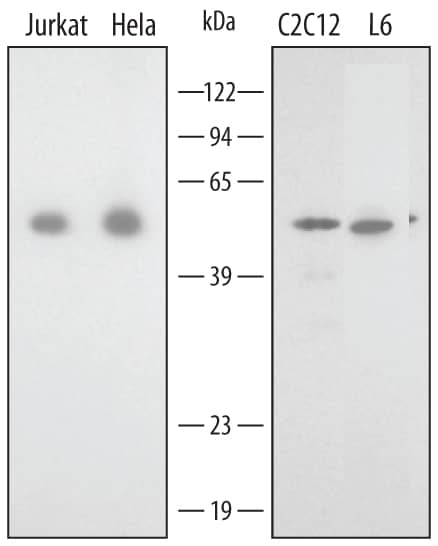 Western Blot Annexin A7 Antibody [Unconjugated]