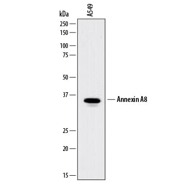 Western Blot Annexin A8/ANXA8 Antibody