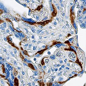 Immunohistochemistry Annexin A8/ANXA8 Antibody