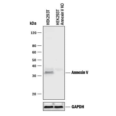 <b>Genetic Strategies Validation. </b>Western blot shows lysates of HEK293T human embryonic kidney parental cell line and Annexin V knockout HEK293T cell line (KO). PVDF membrane was probed with 0.25 µg/mL of Mouse Anti-Human Annexin V Monoclonal Antibody (Catalog # MAB3991) followed by HRP-conjugated Anti-Mouse IgG Secondary Antibody (Catalog # HAF018). A specific band was detected for Annexin V at approximately 32 kDa (as indicated) in the parental HEK293T cell line, but is not detectable in knockout HEK293T cell line. GAPDH (Catalog # MAB5718) is shown as a loading control. This experiment was conducted under reducing conditions and using Immunoblot Buffer Group 1.