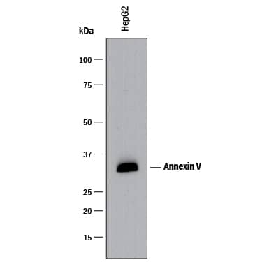 Western blot shows lysates of HepG2 human hepatocellular carcinoma cell line. PVDF membrane was probed with 0.25 µg/mL of Mouse Anti-Human Annexin V Monoclonal Antibody (Catalog # MAB3991) followed by HRP-conjugated Anti-Mouse IgG Secondary Antibody (Catalog # HAF018). A specific band was detected for Annexin V at approximately 32 kDa (as indicated). This experiment was conducted under reducing conditions and using Immunoblot Buffer Group 1.