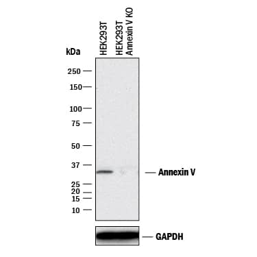 <b>Genetic Strategies Validation. </b>Western blot shows lysates of HEK293T human embryonic kidney parental cell line and Annexin V knockout HEK293T cell line (KO). PVDF membrane was probed with 0.25 µg/mL of Mouse Anti-Human/Rat Annexin V Monoclonal Antibody (Catalog # MAB399) followed by HRP-conjugated Anti-Mouse IgG Secondary Antibody (Catalog # HAF018). A specific band was detected for Annexin V at approximately 32 kDa (as indicated) in the parental HEK293T cell line, but is not detectable in knockout HEK293T cell line. GAPDH (Catalog # MAB5718) is shown as a loading control. This experiment was conducted under reducing conditions and using Immunoblot Buffer Group 1.