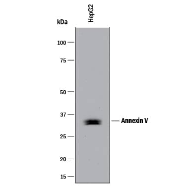 Western blot shows lysates of HepG2 human hepatocellular carcinoma cell line. PVDF membrane was probed with 0.25 µg/mL of Mouse Anti-Human Annexin V Monoclonal Antibody (Catalog # MAB399) followed by HRP-conjugated Anti-Mouse IgG Secondary Antibody (Catalog # HAF018). A specific band was detected for Annexin V at approximately 32 kDa (as indicated). This experiment was conducted under reducing conditions and using Immunoblot Buffer Group 1.