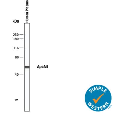 Simple Western lane view shows human plasma, loaded at 0.5 mg/mL. A specific band was detected for Apolipoprotein A-IV/ApoA4 at approximately 51 kDa (as indicated) using 2 µg/mL of Sheep Anti-Human/Mouse Apolipoprotein A-IV/ApoA4 Antigen Affinity-purified Polyclonal Antibody (Catalog # AF8125) followed by 1:50 dilution of HRP-conjugated Anti-Sheep IgG Secondary Antibody (Catalog # HAF016). This experiment was conducted under reducing conditions and using the 12-230 kDa separation system.