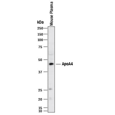 Western blot shows mouse plasma. PVDF membrane was probed with 2 µg/mL of Sheep Anti-Human/Mouse Apolipoprotein A-IV/ApoA4 Antigen Affinity-purified Polyclonal Antibody (Catalog # AF8125) followed by HRP-conjugated Anti-Sheep IgG Secondary Antibody (Catalog # HAF016). A specific band was detected for Apolipoprotein A-IV/ApoA4 at approximately 45 kDa (as indicated). This experiment was conducted under reducing conditions and using Immunoblot Buffer Group 1.