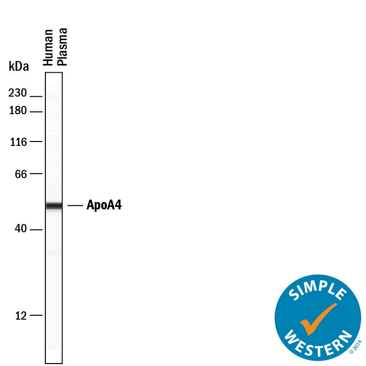 Simple Western lane view shows lysates of human plasma, loaded at 0.2 mg/mL. A specific band was detected for Apolipoprotein A-IV/ApoA4 at approximately 51 kDa (as indicated) using 20 µg/mL of Mouse Anti-Human Apolipoprotein A-IV/ApoA4 Monoclonal Antibody (Catalog # MAB8125) . This experiment was conducted under reducing conditions and using the 12-230 kDa separation system.