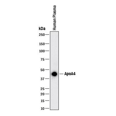 Western blot shows human plasma. PVDF membrane was probed with 1 µg/mL of Mouse Anti-Human Apolipoprotein A-IV/ApoA4 Monoclonal Antibody (Catalog # MAB8125) followed by HRP-conjugated Anti-Mouse IgG Secondary Antibody (Catalog # HAF018). A specific band was detected for Apolipoprotein A-IV/ApoA4 at approximately 45 kDa (as indicated). This experiment was conducted under reducing conditions and using Immunoblot Buffer Group 1.