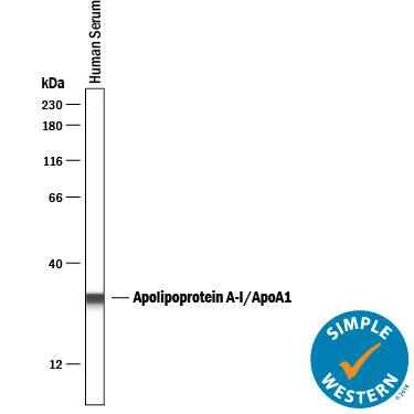 Simple Western lane view shows lysates of human serum, loaded at 1:5000. A specific band was detected for Apolipoprotein A-I/ApoA1 at approximately 32 kDa (as indicated) using 5 µg/mL of Goat Anti-Human Apolipoprotein A-I/ApoA1 Antigen Affinity-purified Polyclonal Antibody (Catalog # AF3664) followed by 1:50 dilution of HRP-conjugated Anti-Goat IgG Secondary Antibody (Catalog # HAF109). This experiment was conducted under reducing conditions and using the 12-230 kDa separation system.