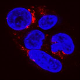 Apolipoprotein A-I/ApoA1 was detected in immersion fixed HepG2 human hepatocellular carcinoma cell line using Rabbit Anti-Human Apolipoprotein A-I/ApoA1 Monoclonal Antibody (Catalog # MAB36641) at 1 µg/mL for 3 hours at room temperature. Cells were stained using the NorthernLights™ 557-conjugated Anti-Rabbit IgG Secondary Antibody (red; Catalog # NL004) and counterstained with DAPI (blue). Specific staining was localized to cytoplasm. View our protocol for Fluorescent ICC Staining of Cells on Coverslips.