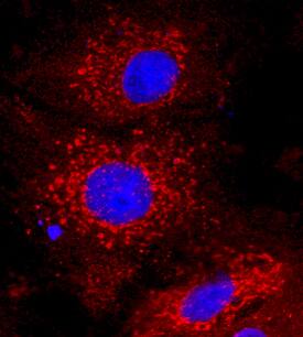 Apolipoprotein A-I/ApoA1 was detected in immersion fixed human hepatocytes using Rabbit Anti-Human Apolipoprotein A-I/ApoA1 Monoclonal Antibody (Catalog # MAB36641) at 1 µg/mL for 3 hours at room temperature. Cells were stained using the NorthernLights™ 557-conjugated Anti-Rabbit IgG Secondary Antibody (red; Catalog # NL004) and counterstained with DAPI (blue). Specific staining was localized to cell secretion. View our protocol for Fluorescent ICC Staining of Cells on Coverslips.
