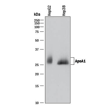 Western blot shows lysates of HepG2 human hepatocellular carcinoma cell line and Hep3B human hepatocellular carcinoma cell line. PVDF membrane was probed with 0.2 µg/mL of Rabbit Anti-Human Apolipoprotein A-I/ApoA1 Monoclonal Antibody (Catalog # MAB36641) followed by HRP-conjugated Anti-Rabbit IgG Secondary Antibody (Catalog # HAF008). A specific band was detected for Apolipoprotein A-I/ApoA1 at approximately 25-30 kDa (as indicated). This experiment was conducted under reducing conditions and using Immunoblot Buffer Group 1.